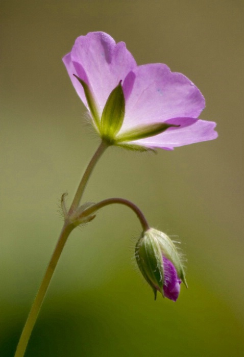 Wild Geranium 5-3-05 - ID: 877520 © Robert A. Burns