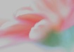 Floral abstract
