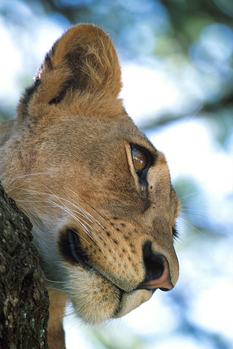 Lioness-Tanzania