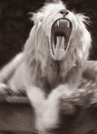 The Photo Contest 2nd Place Winner - Earth Shaking Roar