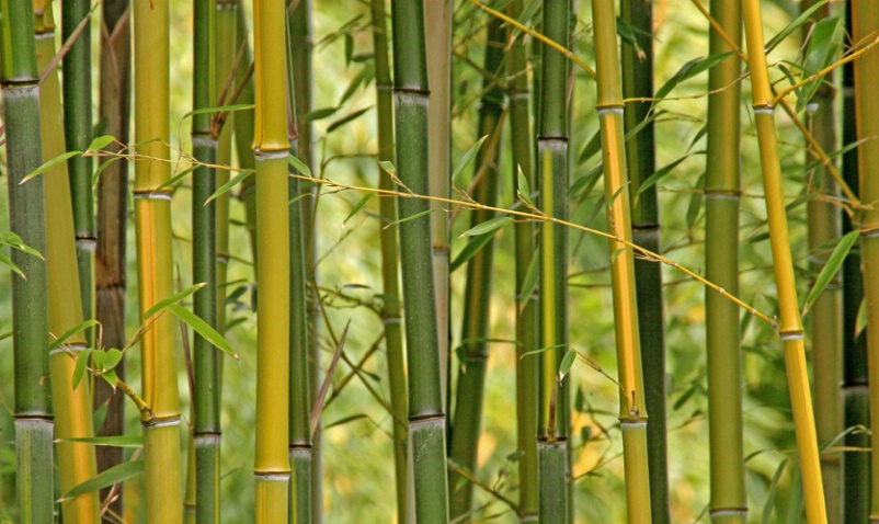 Bamboo  - ID: 878632 © Sharon C. Nickodem