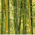 © Sharon C. Nickodem PhotoID# 878632: Bamboo 