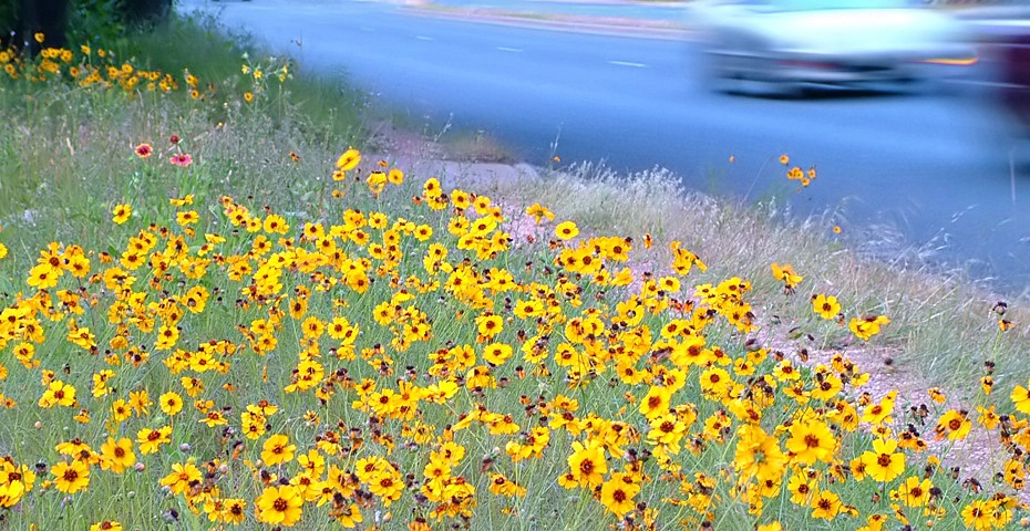 ...roadside flowers...