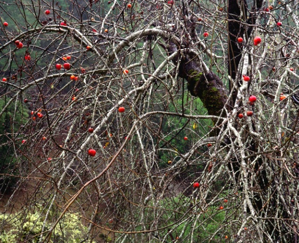 Red Apple Tree - ID: 879138 © Sharon C. Nickodem