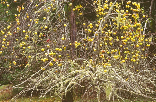 Yellow Apple Tree - ID: 879143 © Sharon C. Nickodem