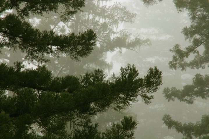 Pines in Fog - ID: 879182 © Sharon C. Nickodem