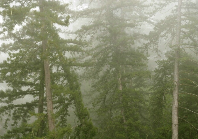 Tilting Pine & Fog - ID: 879183 © Sharon C. Nickodem