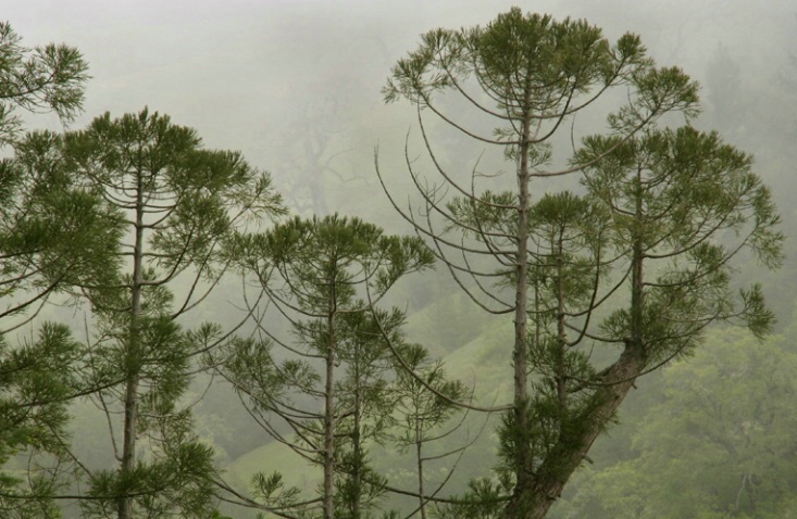 Pine Patterns in Fog - ID: 879188 © Sharon C. Nickodem