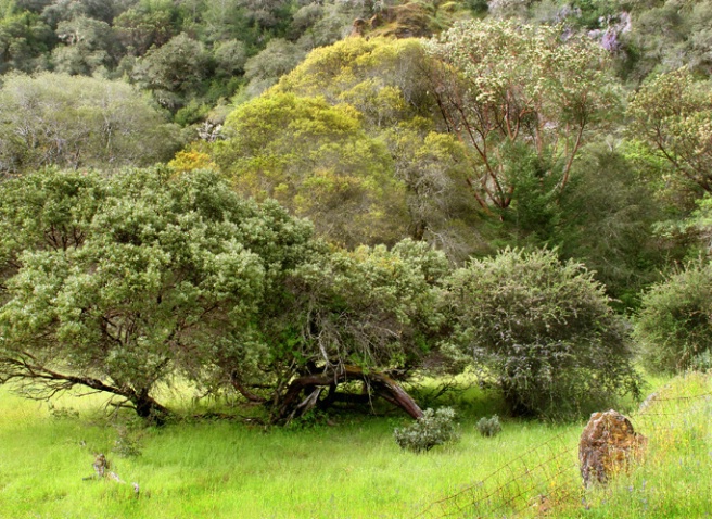 Tree & Fence - ID: 879191 © Sharon C. Nickodem