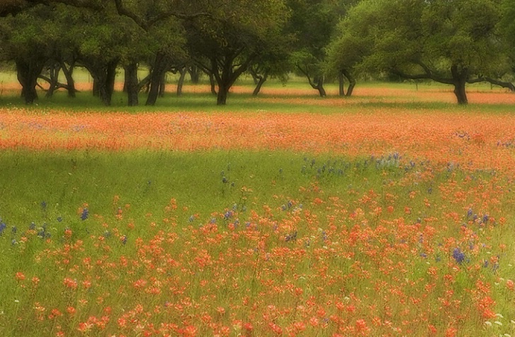 April in Texas - Texas Hill Country