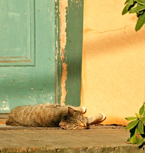 Cat on a Hot Wooden Porch