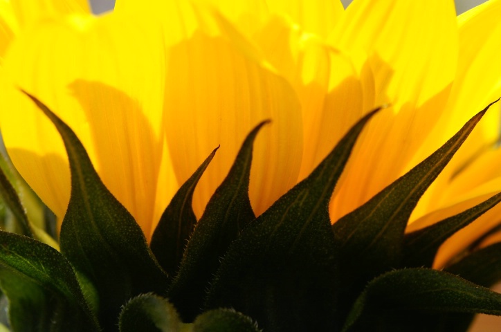 under the sun(flower)
