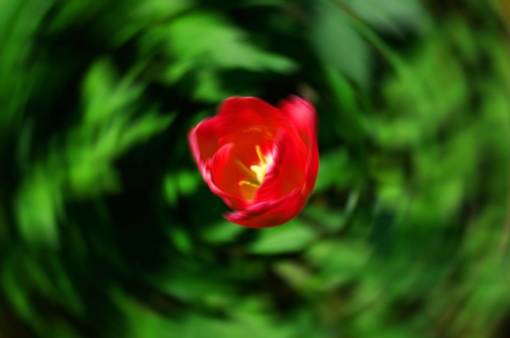 dizzy tulip