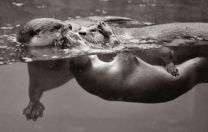 Group Swim