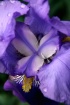 Purple rain...