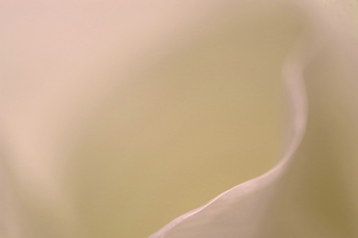 Calla Abstract