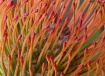 Pincusion Protea