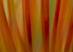 Protea Abstract