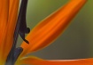Bird of Paradise ...