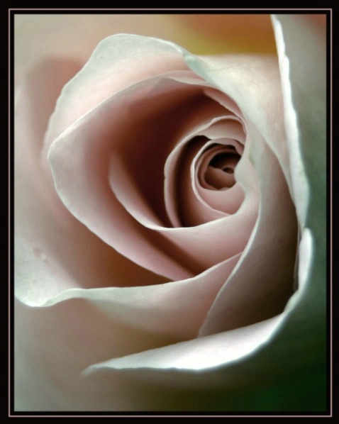 Soft Color Rose