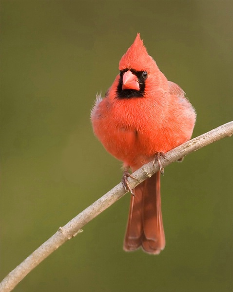Cardinal  - ID: 881589 © Robert Hambley