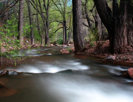 The fresh green of Spring