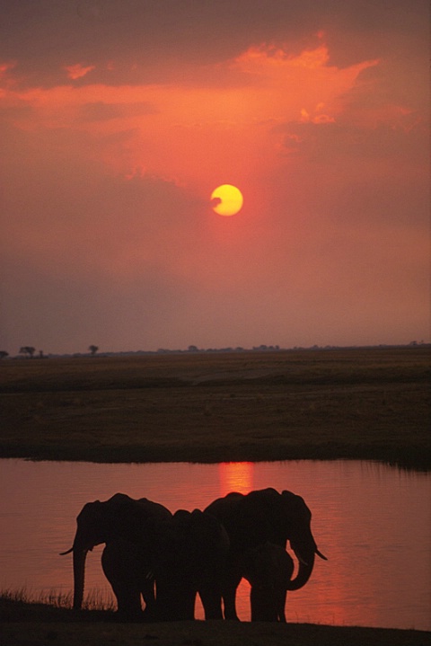 Chobe-Botswana