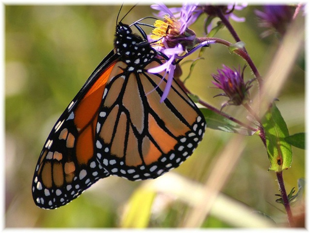 Monarch Butterfly