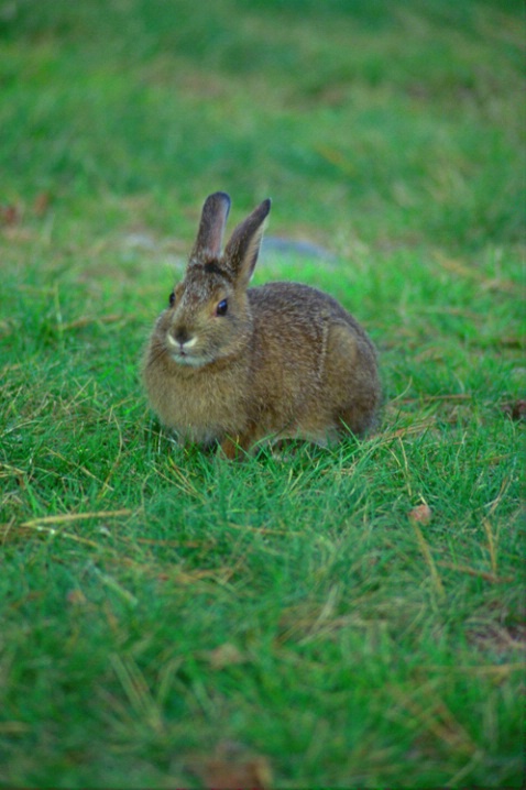 Bunny - ID: 882336 © Deborah A. Prior