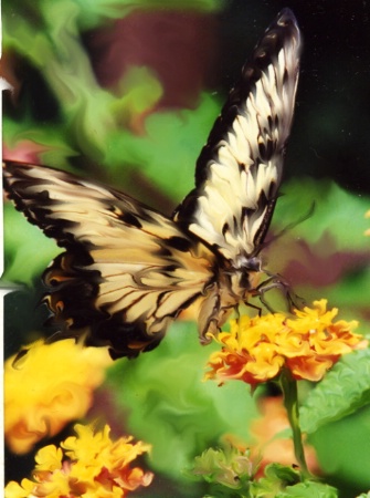 butterfly delight