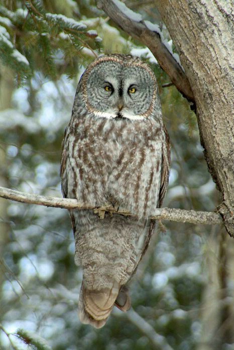 Great Grey Owl in Aspen Tree - ID: 884481 © Larry J. Citra