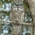 2Great Grey Owl in Aspen Tree - ID: 884481 © Larry J. Citra