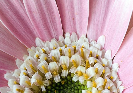 Gerbera Sunrise