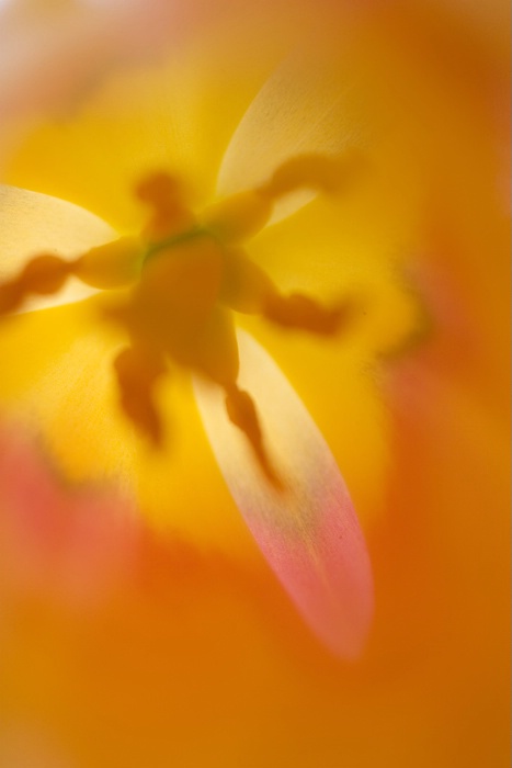 Bright Orange Tulip