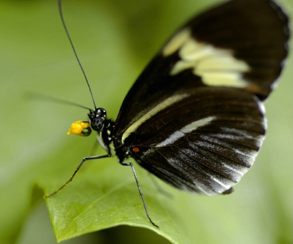Butterfly-5
