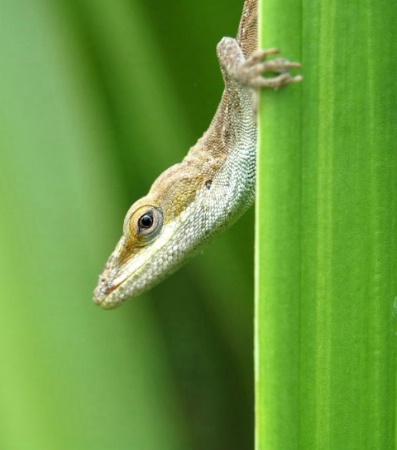 Gecko, Kauai, Hawaii