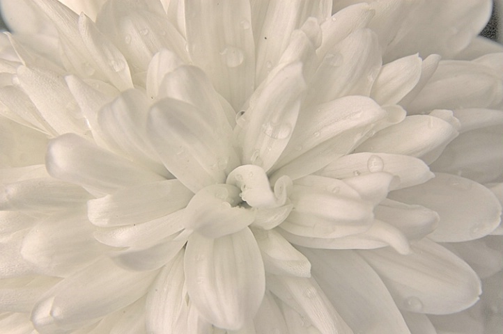 Petals with Shadow & Highlight Adjustments - ID: 885257 © Virginia Ross
