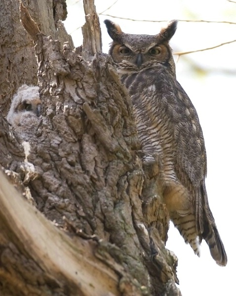 Great Horned Owl & Owlet - Happy Mother's  - ID: 885910 © Robert Hambley