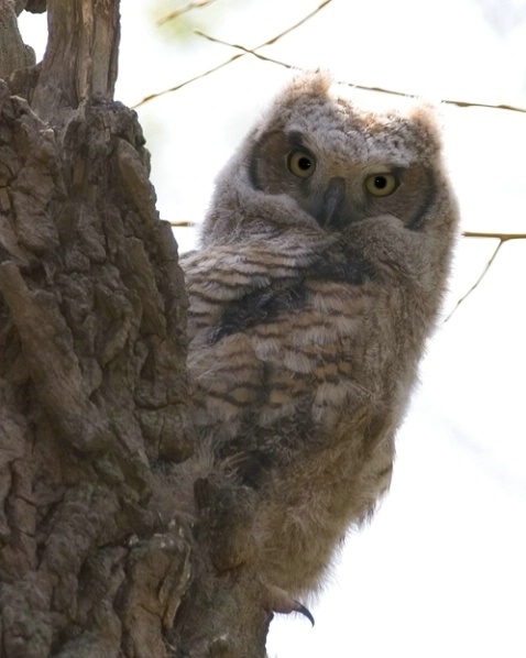 Great Horned Owlet  - ID: 885911 © Robert Hambley