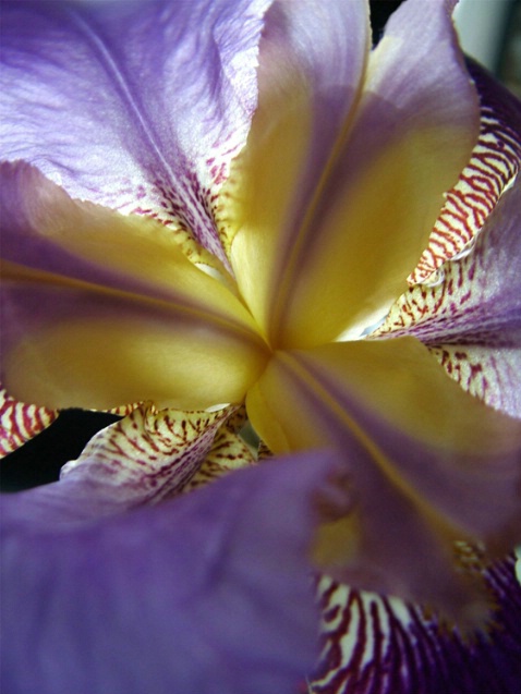 Inside My Iris - ID: 886166 © Michèle J. Thomas