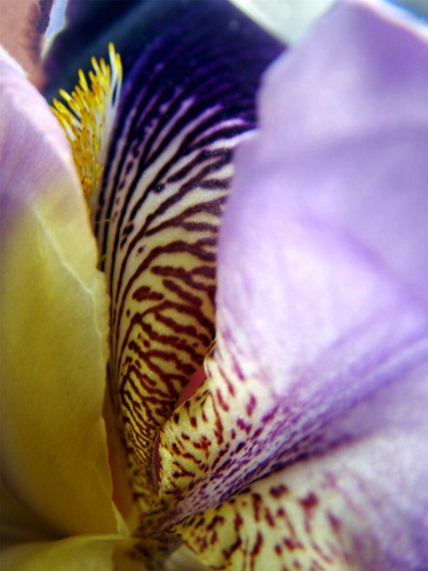 Iris - ID: 886170 © Michèle J. Thomas