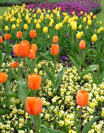 Tulips in Hyde Park 