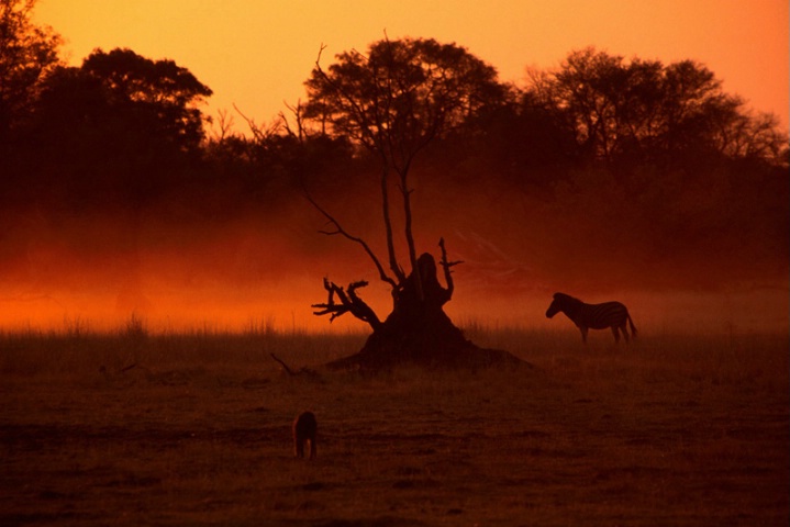 Moremi-Botswana