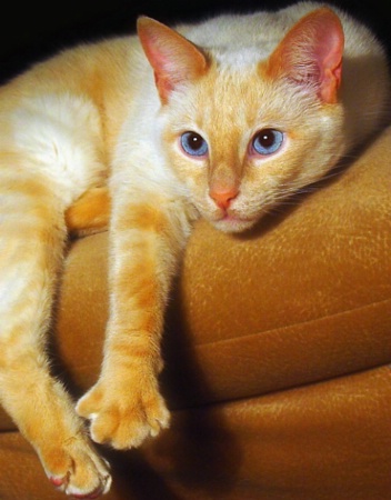 Casper