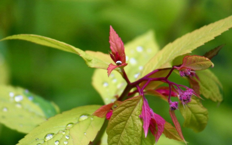 Raindrop Holder