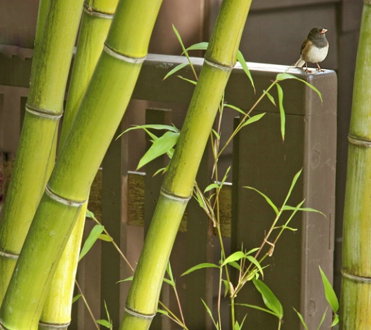 Junco w Bamboo - ID: 887904 © Sharon C. Nickodem