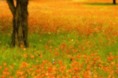 What a Day for a Daydream - Texas Hill Country
