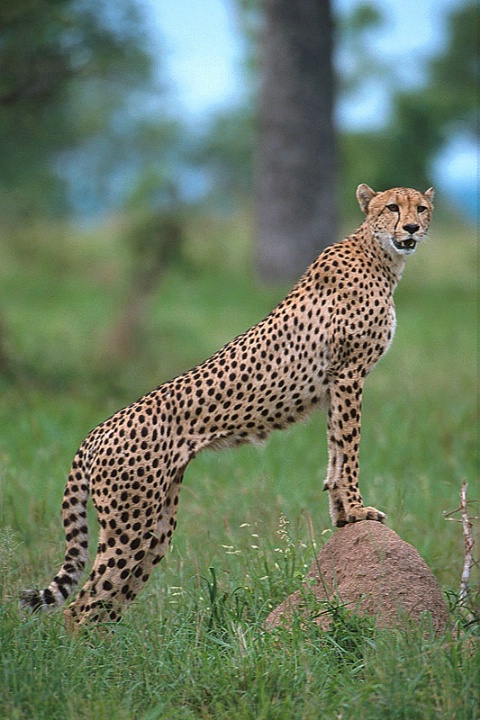 Cheetah-South Africa