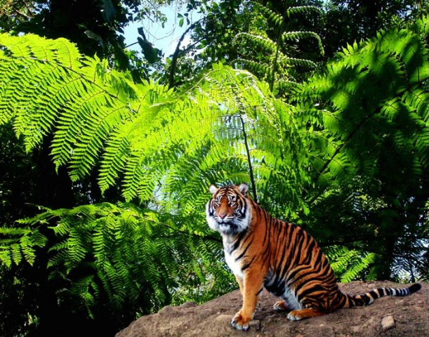 Rainforest Cat