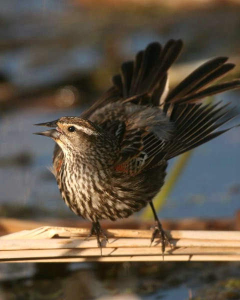 Red-winged Blackbird, female